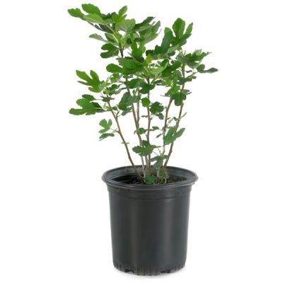 National Plant Network 1 gal. Fig 'Olympian'