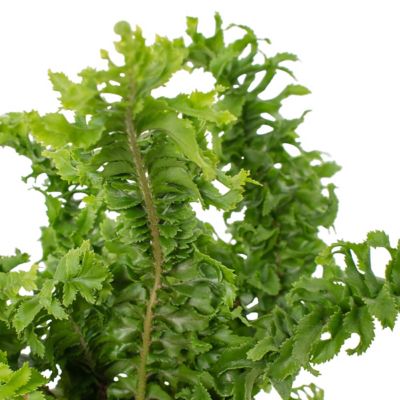 National Plant Network 6 in. 'Emina' Crinkle Fern