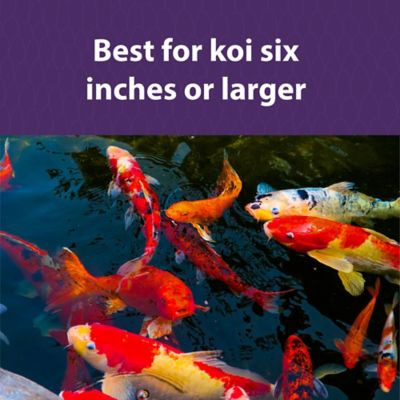 Image showing  Koi Premium Medium