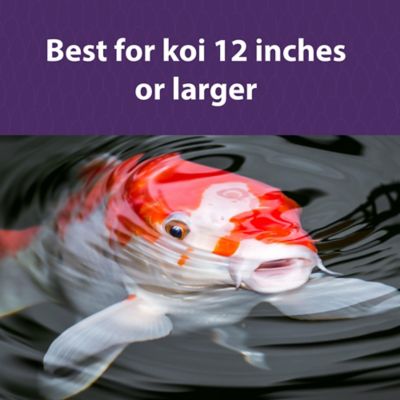 Image showing  Koi Premium Large