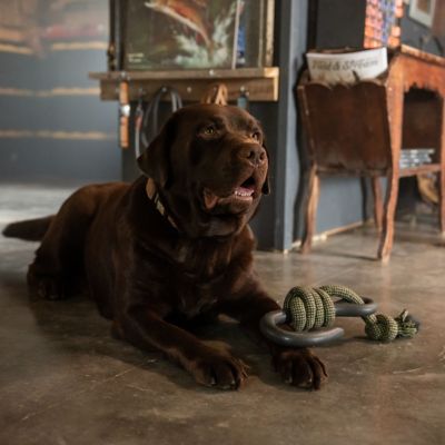 Image showing  Nylon Hook with Rope Dog Tug Toy