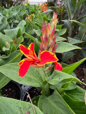 Parks 6 in. Premium Canna Bedding Plant