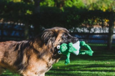 Image showing 8 th Hugglehounds Fergie Frog Knottie Plush Dog Toy, Small