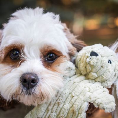 Image showing 7 th Hugglehounds Small HuggleFlatties Plush Dog Toy Assortment