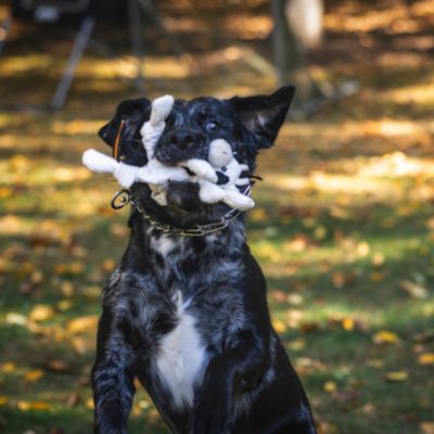 Image showing 8 th Hugglehounds Small HuggleFlatties Plush Dog Toy Assortment