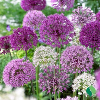 Image showing  Allium Big Impact Mix Flower Bulb
