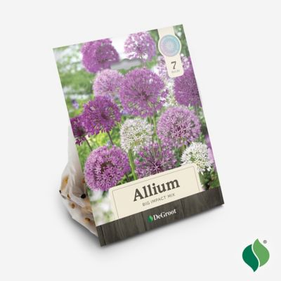 Image showing  Allium Big Impact Mix Flower Bulb