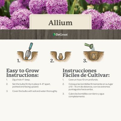 Image showing  Allium Big Impact Mix Flower Bulb