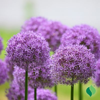 Image showing  Allium Purple Sensation Flower Bulb