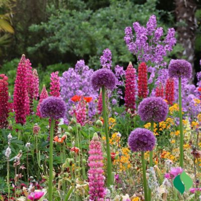 Image showing  Allium Purple Sensation Flower Bulb