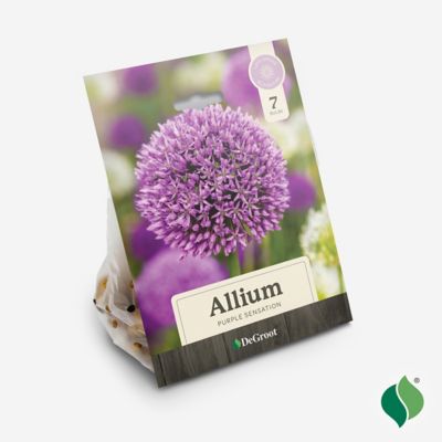 Image showing  Allium Purple Sensation Flower Bulb