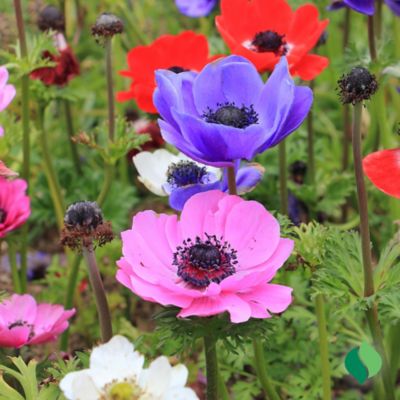 Image showing  Anemone De Caen Mix Flower Bulb