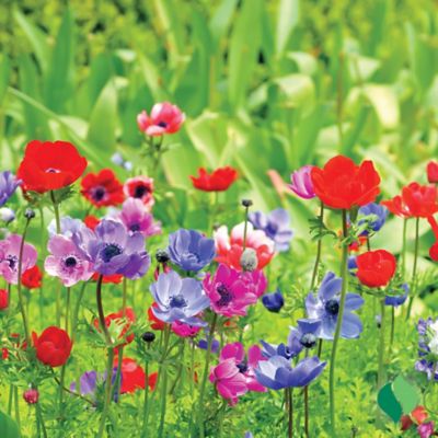 Image showing  Anemone De Caen Mix Flower Bulb