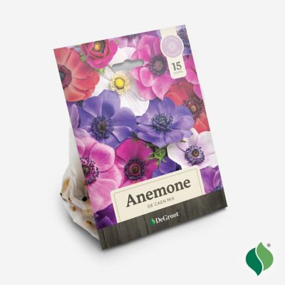 Image showing  Anemone De Caen Mix Flower Bulb