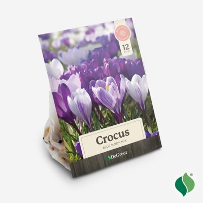 Image showing  Crocus Blue Moon Mix Flower Bulb
