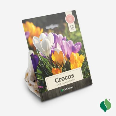 Image showing  Crocus Large Flowering Mix Flower Bulb