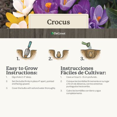 Image showing  Crocus Large Flowering Mix Flower Bulb