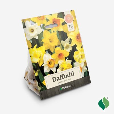 Image showing  Daffodil Large Cup Mix Flower Bulb