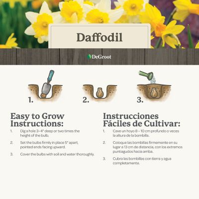 Image showing  Daffodil Large Cup Mix Flower Bulb