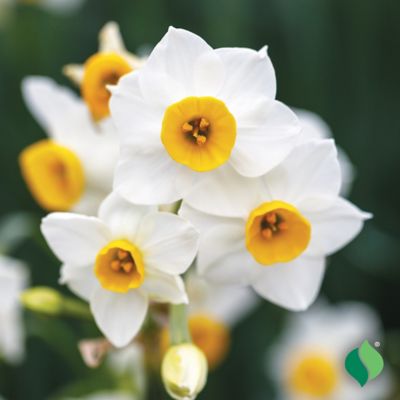 Image showing  Daffodil Magnet Flower Bulb
