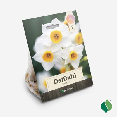 Image showing  Daffodil Magnet Flower Bulb