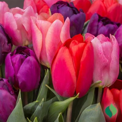 Image showing  Tulip Berry Mix Flower Bulb