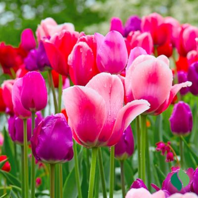 Image showing  Tulip Berry Mix Flower Bulb