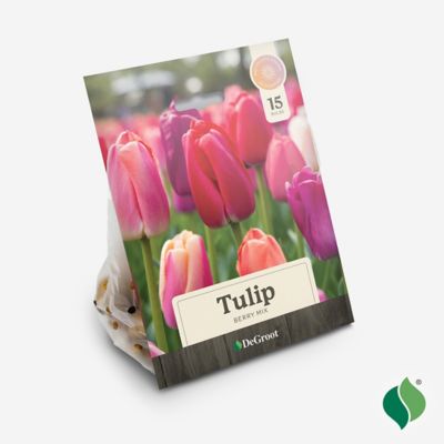 Image showing  Tulip Berry Mix Flower Bulb