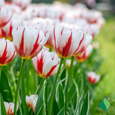 Image showing  Tulip Carnival De Rio Flower Bulb