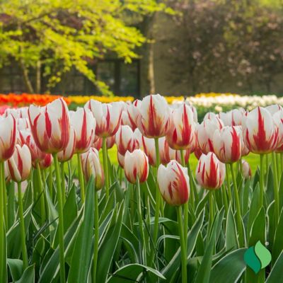Image showing  Tulip Carnival De Rio Flower Bulb