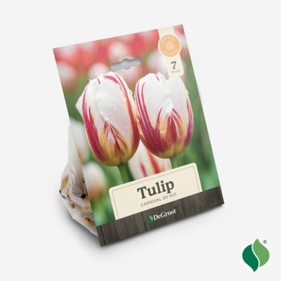 Image showing  Tulip Carnival De Rio Flower Bulb