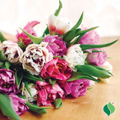 Image showing  Tulip Florist's Treat Mix Flower Bulb