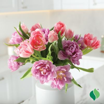 Image showing  Tulip Florist's Treat Mix Flower Bulb