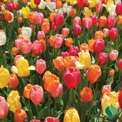 Image showing  Tulip Darwin Hybrid Mix Flower Bulb