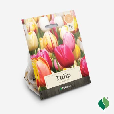 Image showing  Tulip Darwin Hybrid Mix Flower Bulb