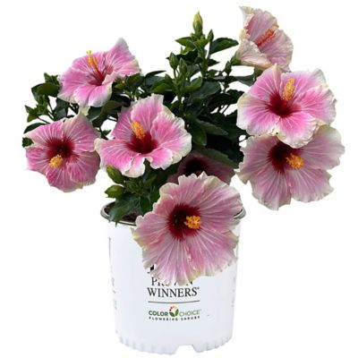 Proven Winners 2 gal. Hibiscus Amrica's Sweetheart Shrub