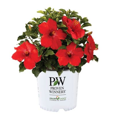 Proven Winners 2 gal. Hibiscus Hot Shot Shrub