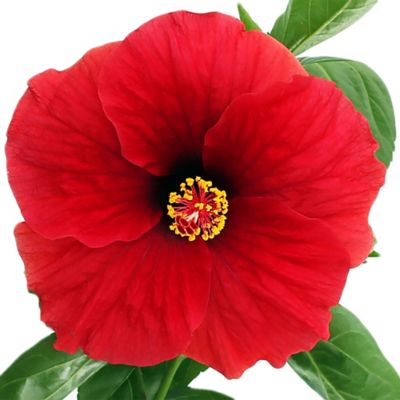 Image showing  2 gal. Hibiscus Hot Shot Shrub