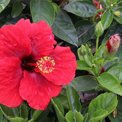 Image showing  2 gal. Hibiscus Hot Shot Shrub