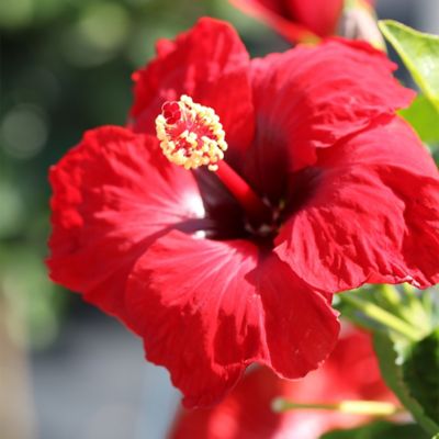 Image showing  2 gal. Hibiscus Hot Shot Shrub
