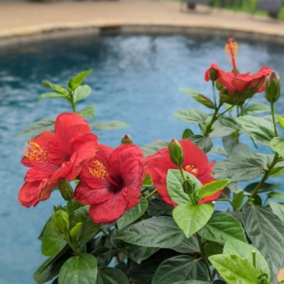 Image showing  2 gal. Hibiscus Hot Shot Shrub