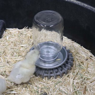 Image showing  Little Giant Mason Jar Baby Chick Waterer