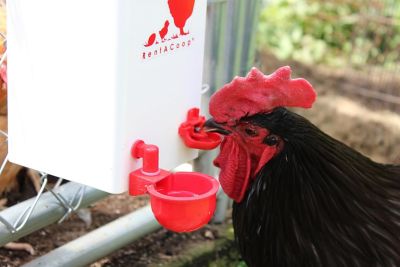 Image showing 5 th RentACoop 1 gal. Chicken Waterer with Autofill Cups and Horizontal Nipples