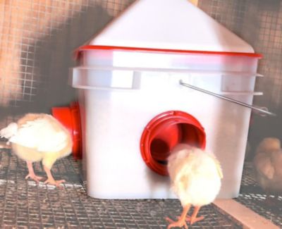 Image showing 5 th RentACoop 10 lb. Chick2Chicken Medium Port Chicken Feeder