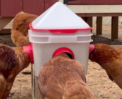 Image showing 6 th RentACoop 10 lb. Chick2Chicken Medium Port Chicken Feeder