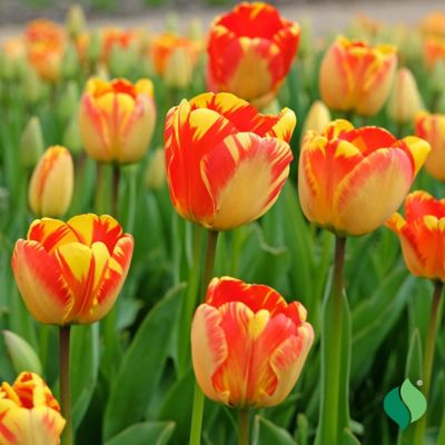 Image showing  Tulip Banja Luka, 7 pk.