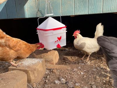 Image showing  2 gal. Center Chicken Waterer with 4 Horizontal Nipples