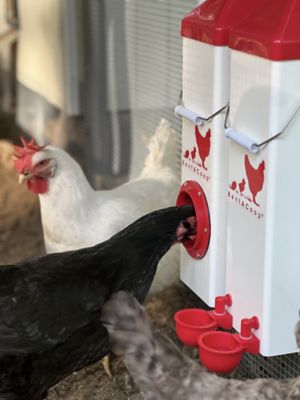 Image showing  2 gal. High Rise Chicken Waterer with Autofill Cups And Horizontal Nipples