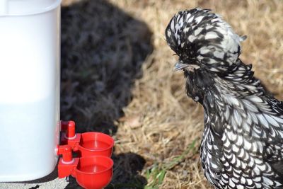 Image showing RentACoop 5 gal. Center Chicken Waterer with 4 Autofill Cups