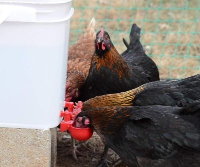 Image showing RentACoop 5 gal. Center Chicken Waterer with 4 Autofill Cups